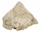 Ankylosaurus Scute (Armor Plate) - South Dakota #40802-1